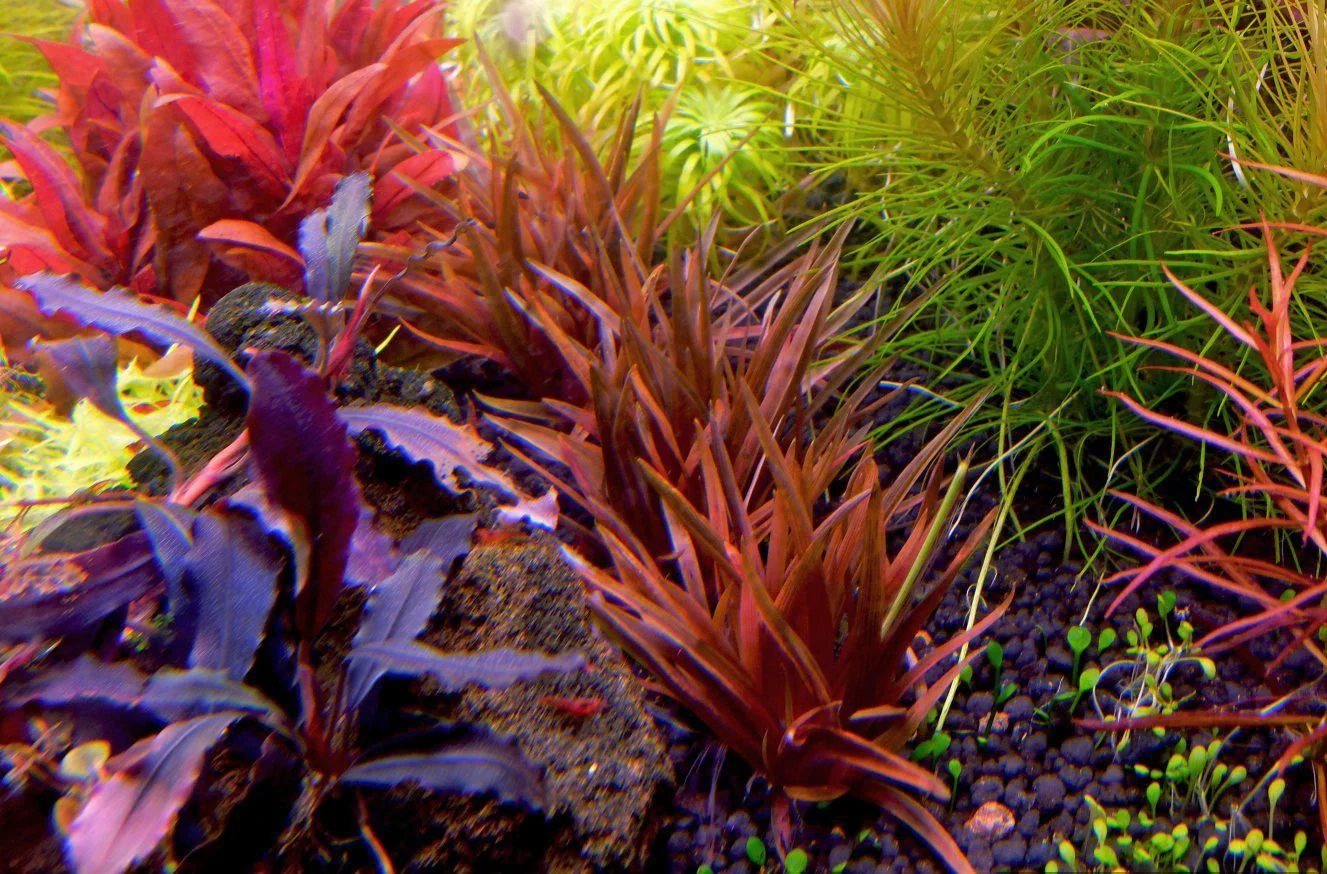 Eriocaulon quinquangulare