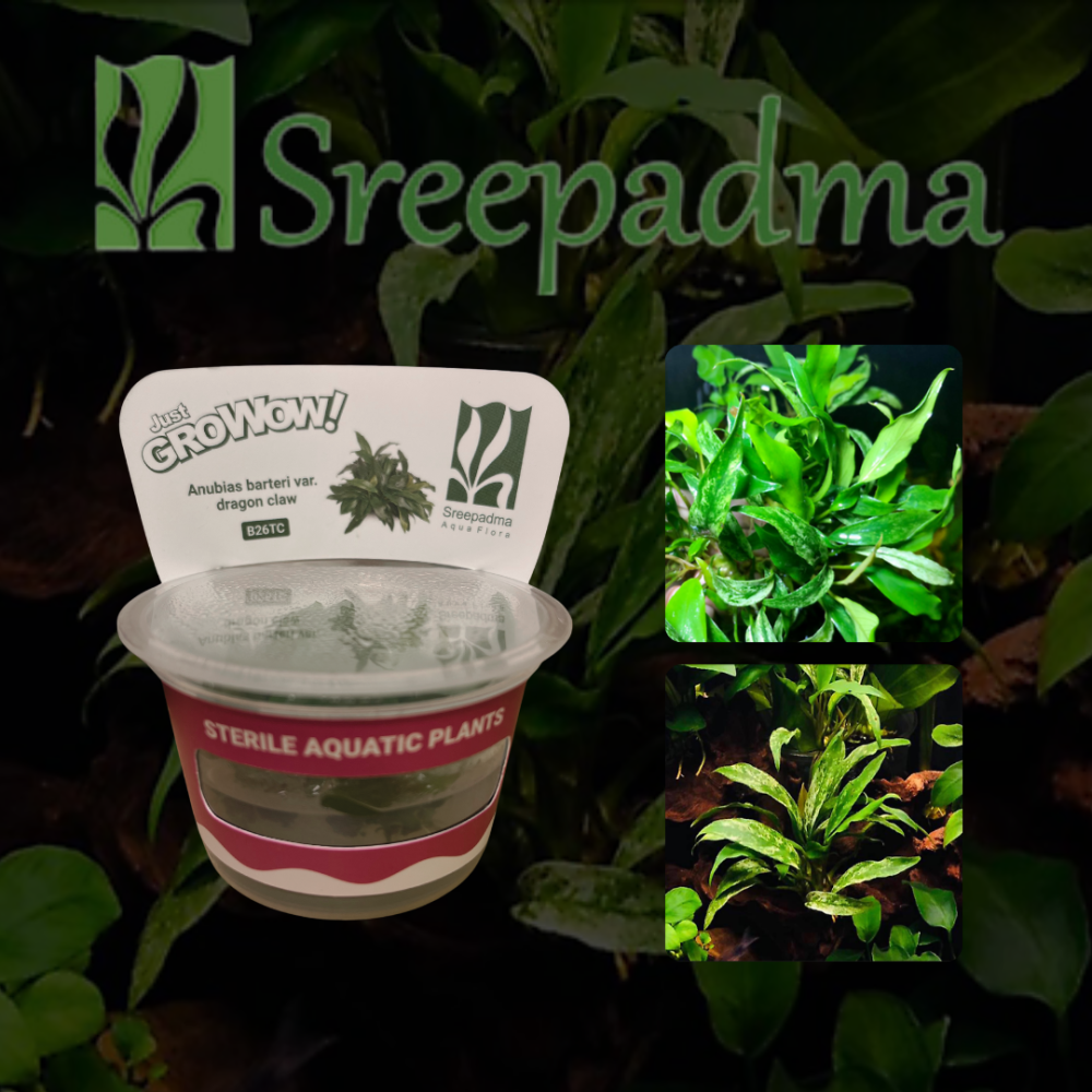 Anubias barteri var. Dragon claw