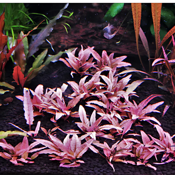 CRYPTOCORYNE WENDTII PINK (INVITRO CUP)
