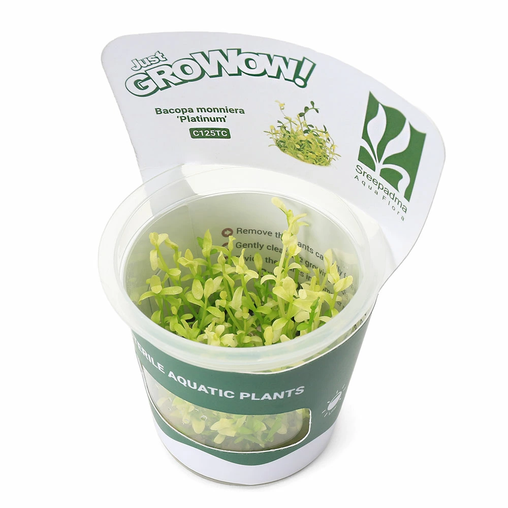 Bacopa monnieri ‘Platinum"