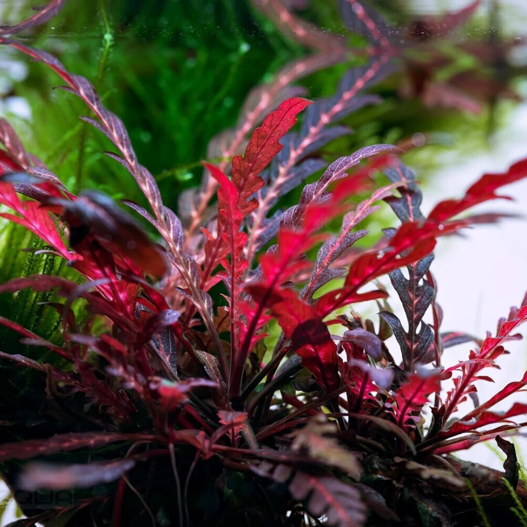 Hygrophila Pinnatifida 'UK' 