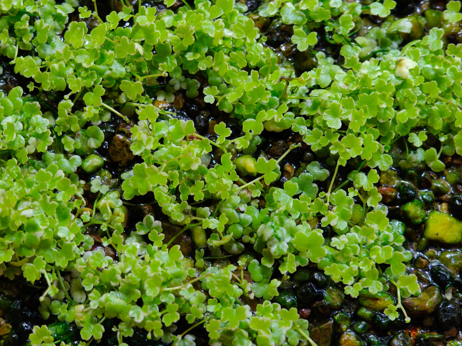 Hydrocotyle tripartita ‘Mini variegated’