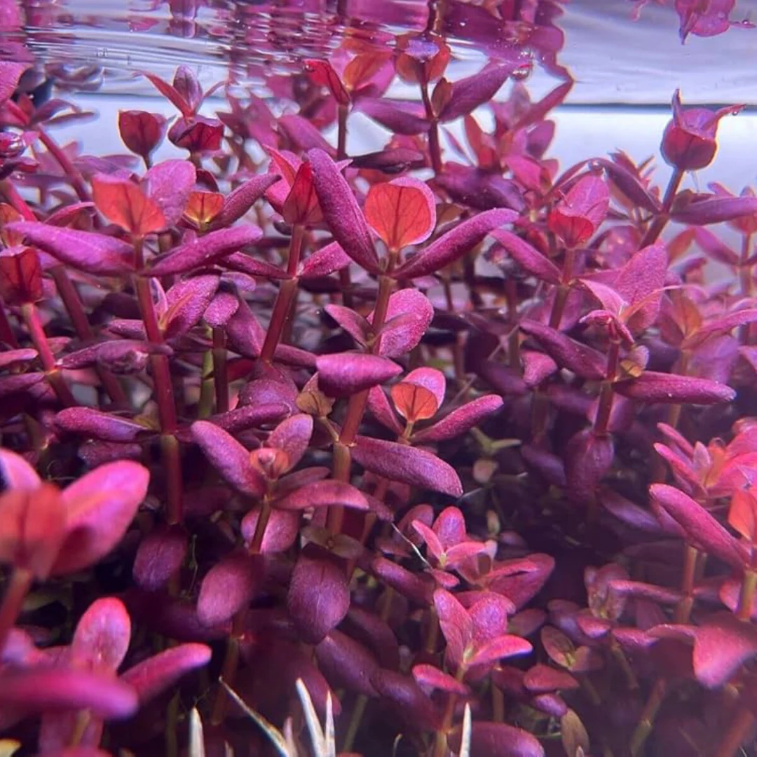 Bacopa salzmannii ‘Purple’ var SG