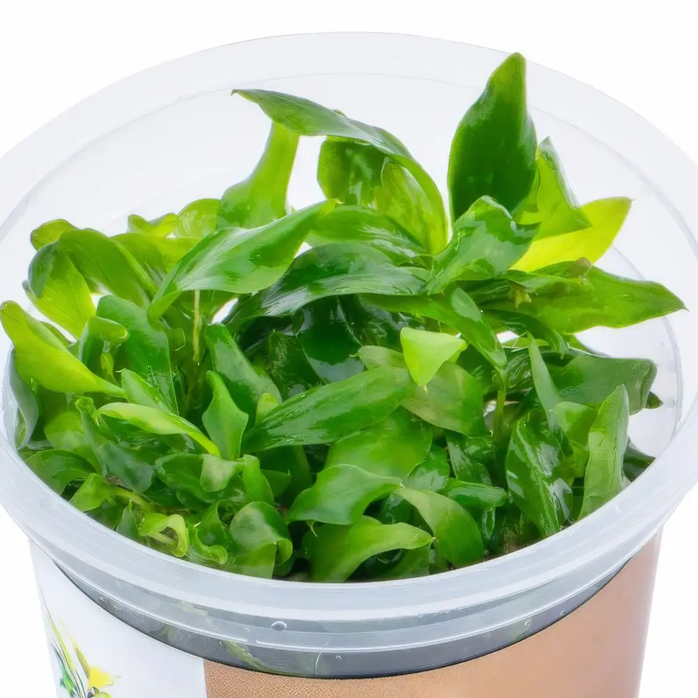 Anubias barteri var. Glabra 
