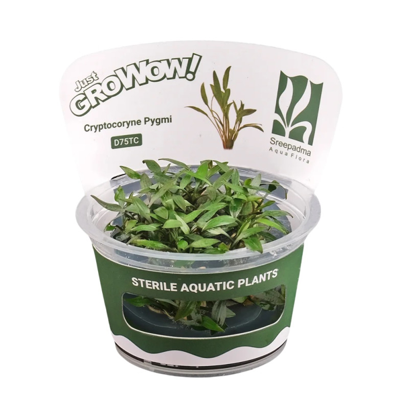 Cryptocoryne pygmi