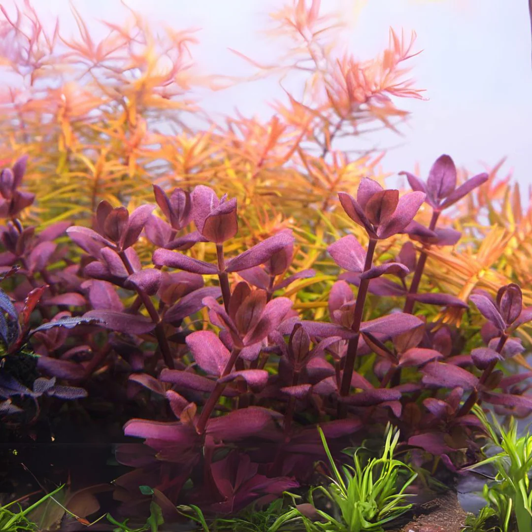 Bacopa salzmannii ‘Purple’ var SG