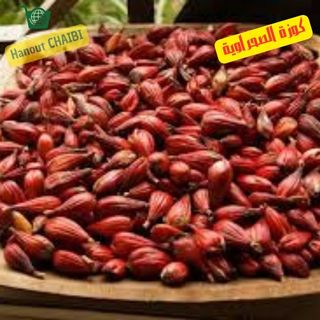 كوزة الصحراوية