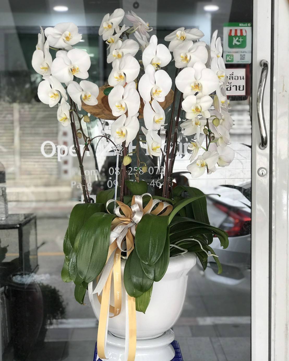 White Orchid Plant