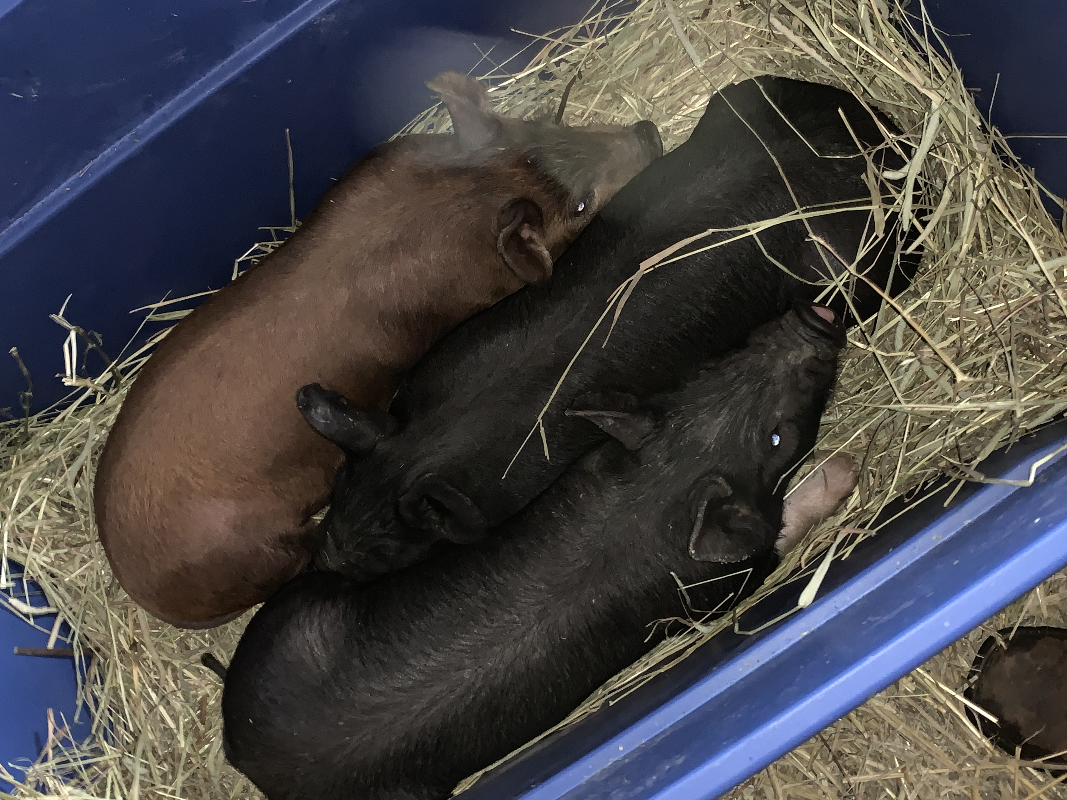 Report of our first year with pigs