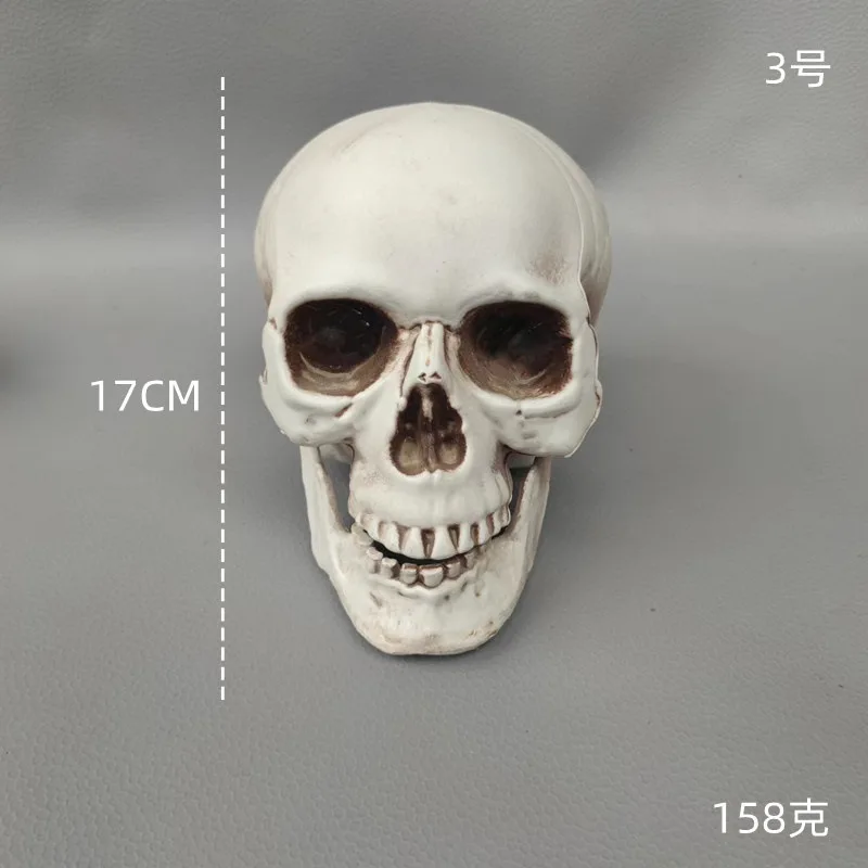 Calavera (Decorativa)