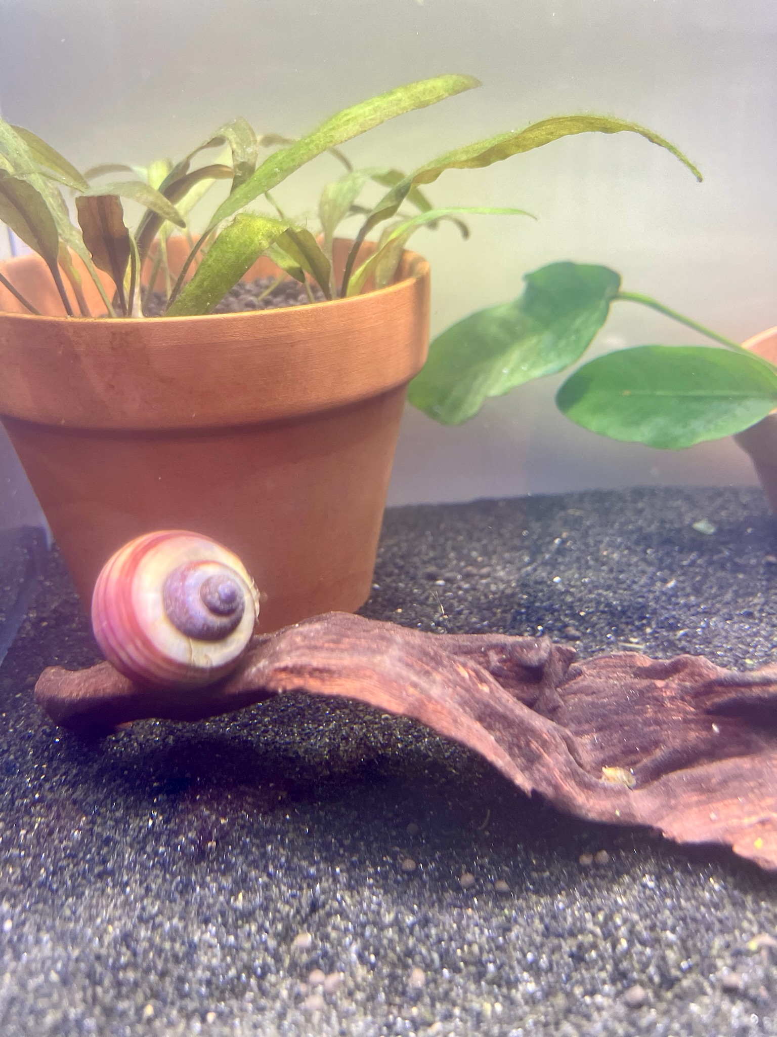 Magenta Mystery Snails