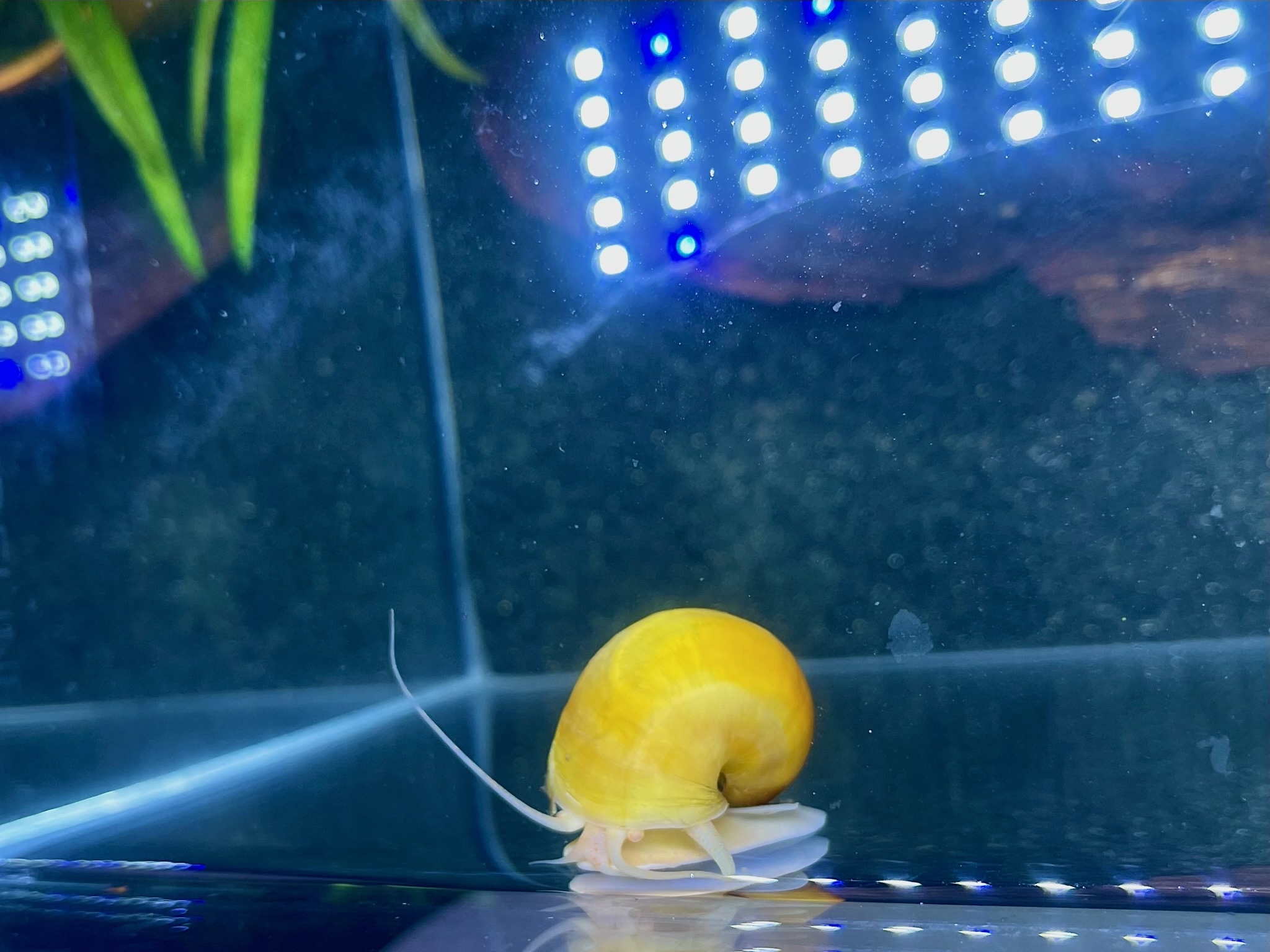 Gold Mystery Snail