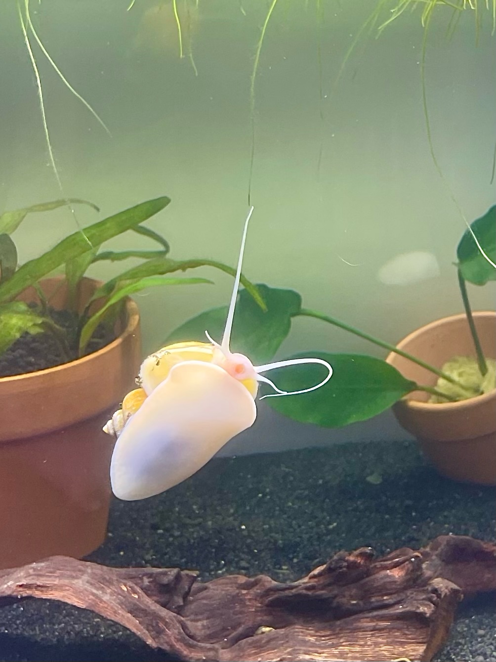Gold Mystery Snail