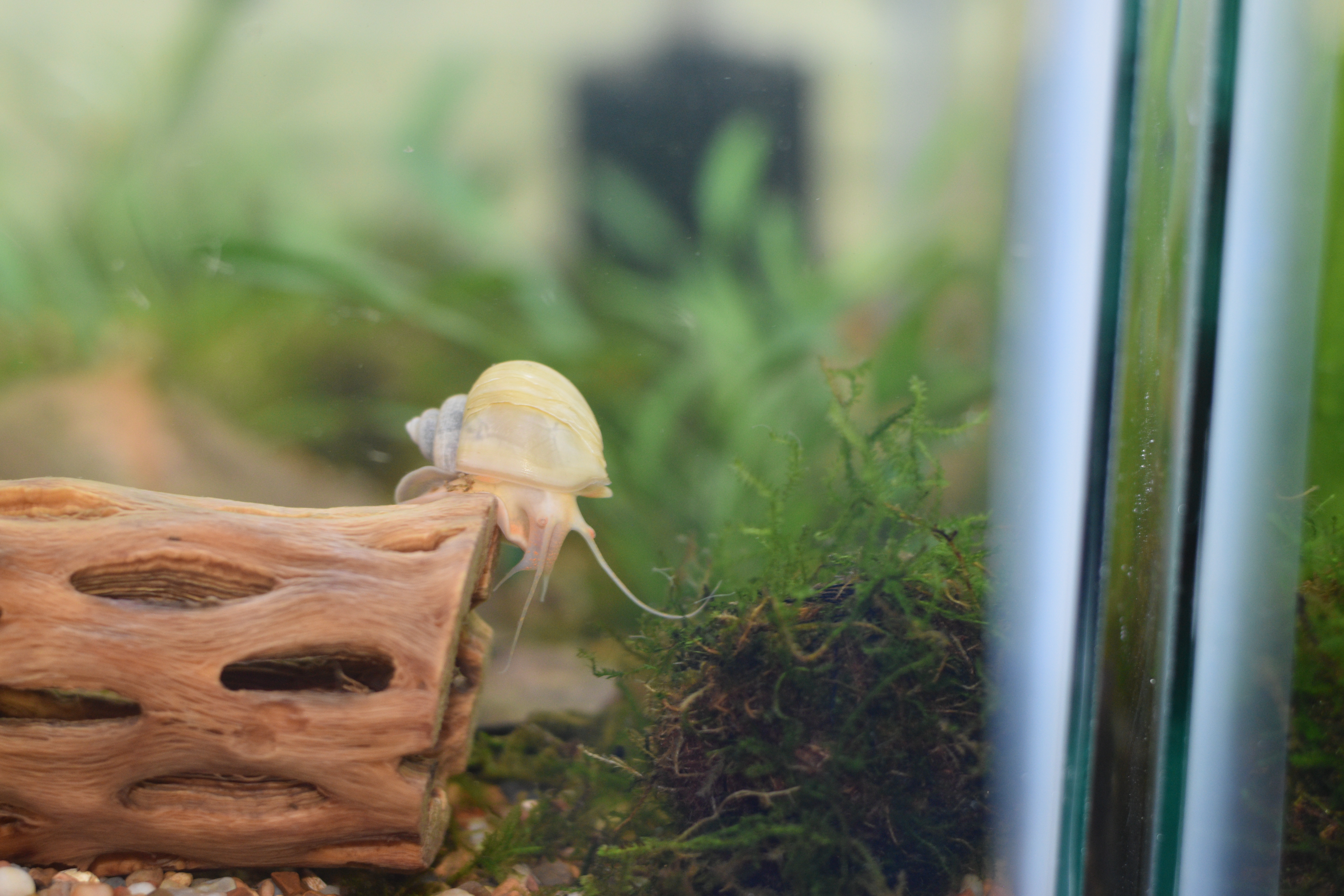 Ivory Mystery Snail
