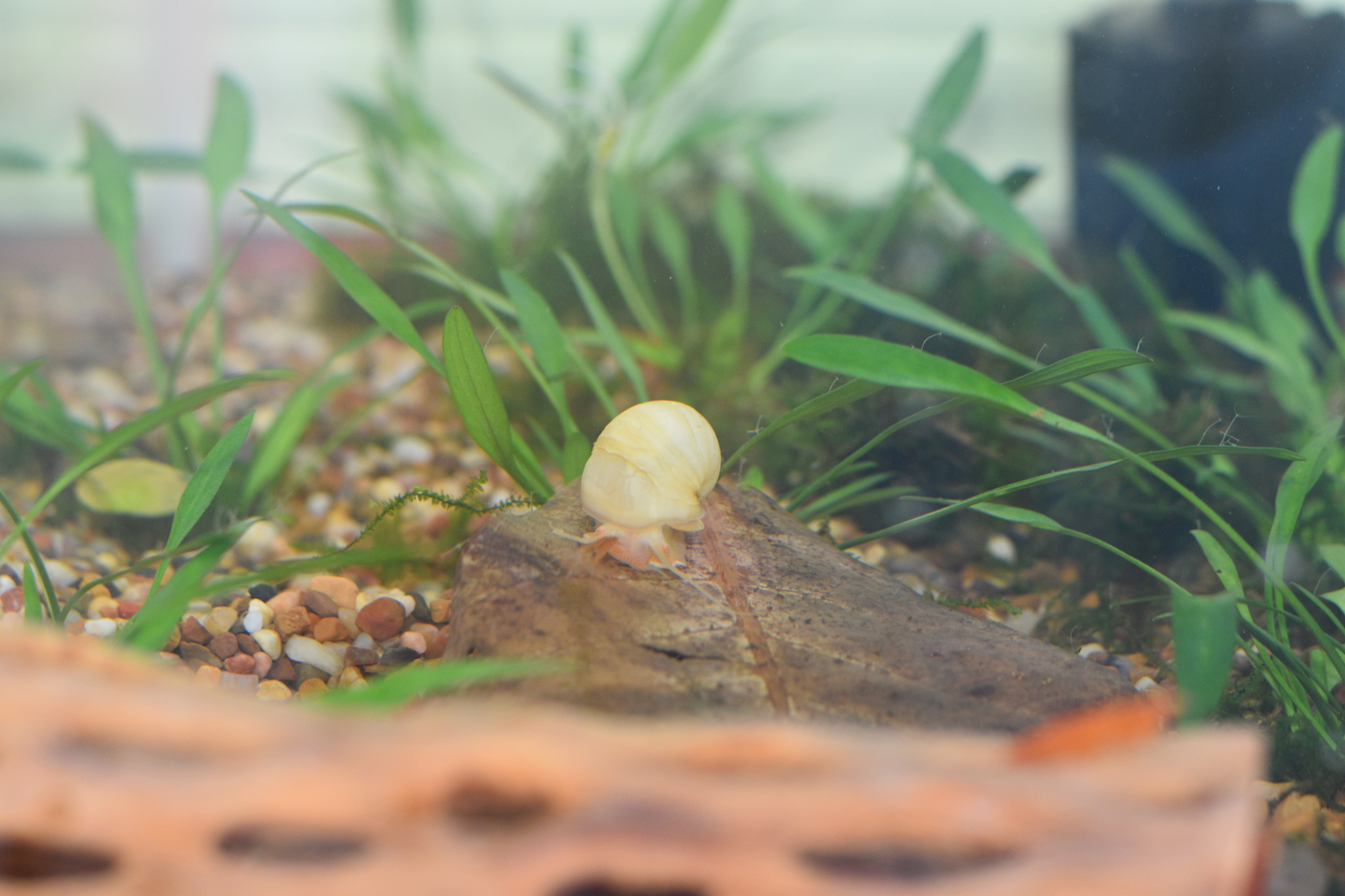 Ivory Mystery Snail