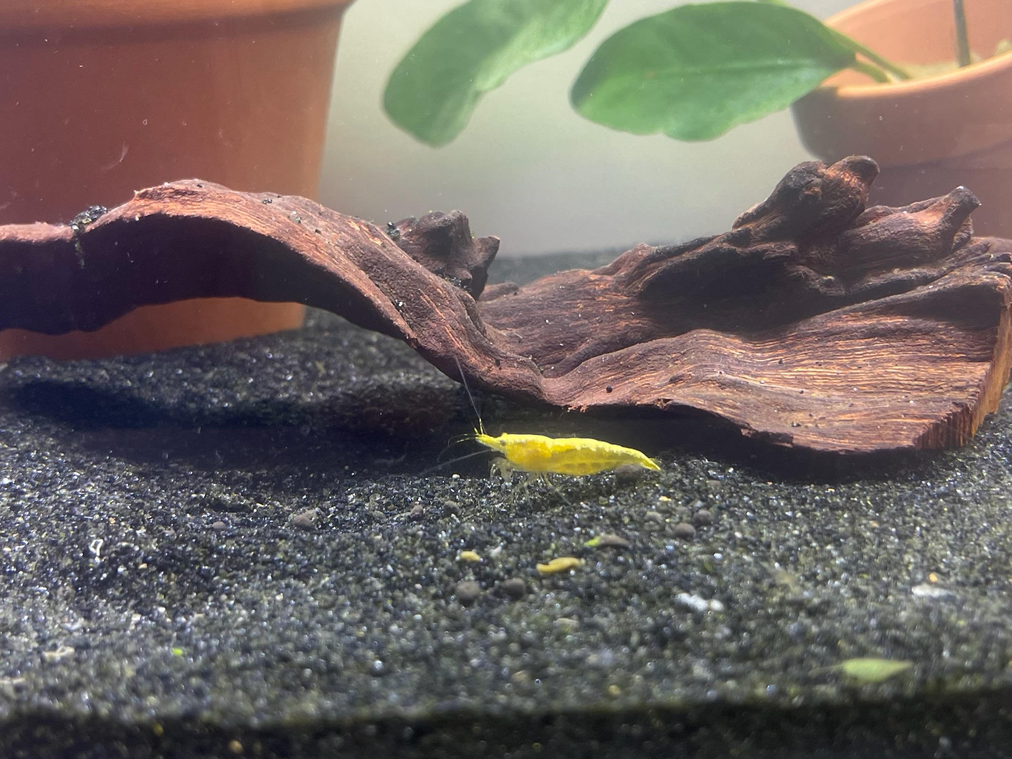 Yellow Golden Back Shrimp