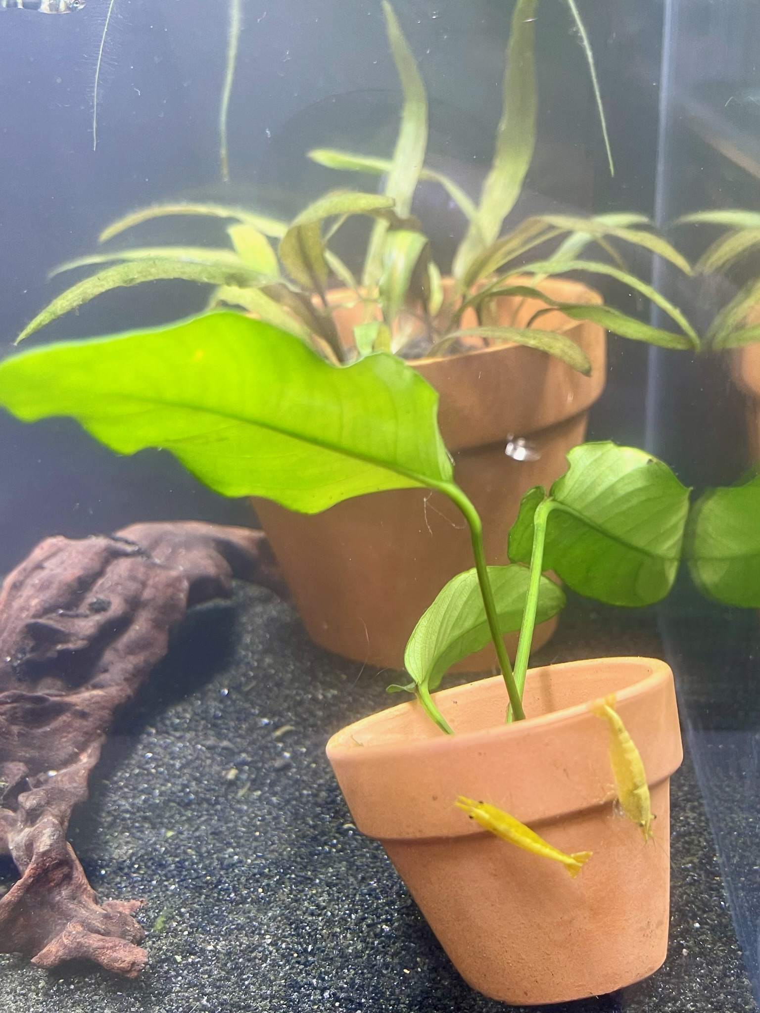 Yellow Golden Back Shrimp