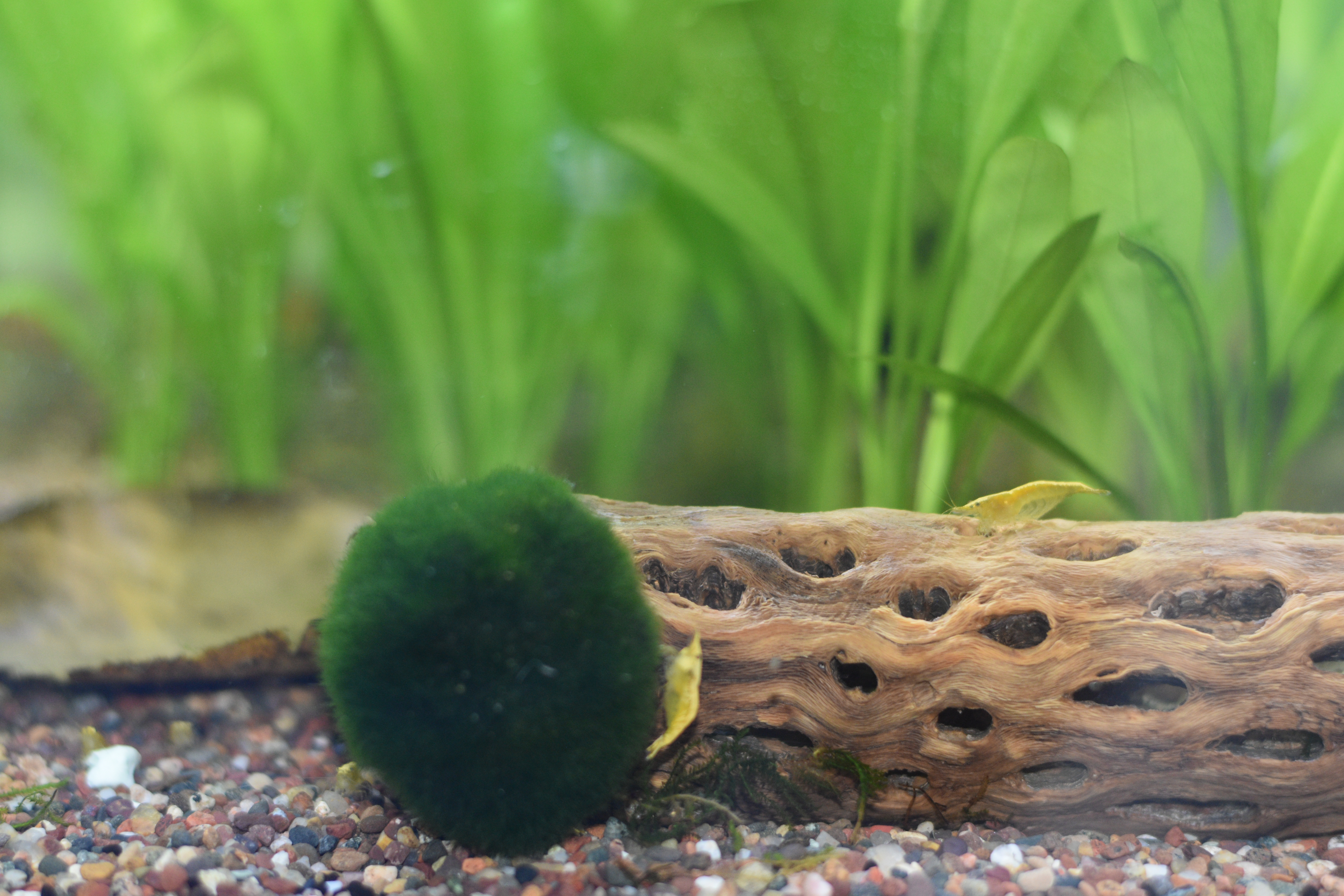 Yellow Golden Back Shrimp