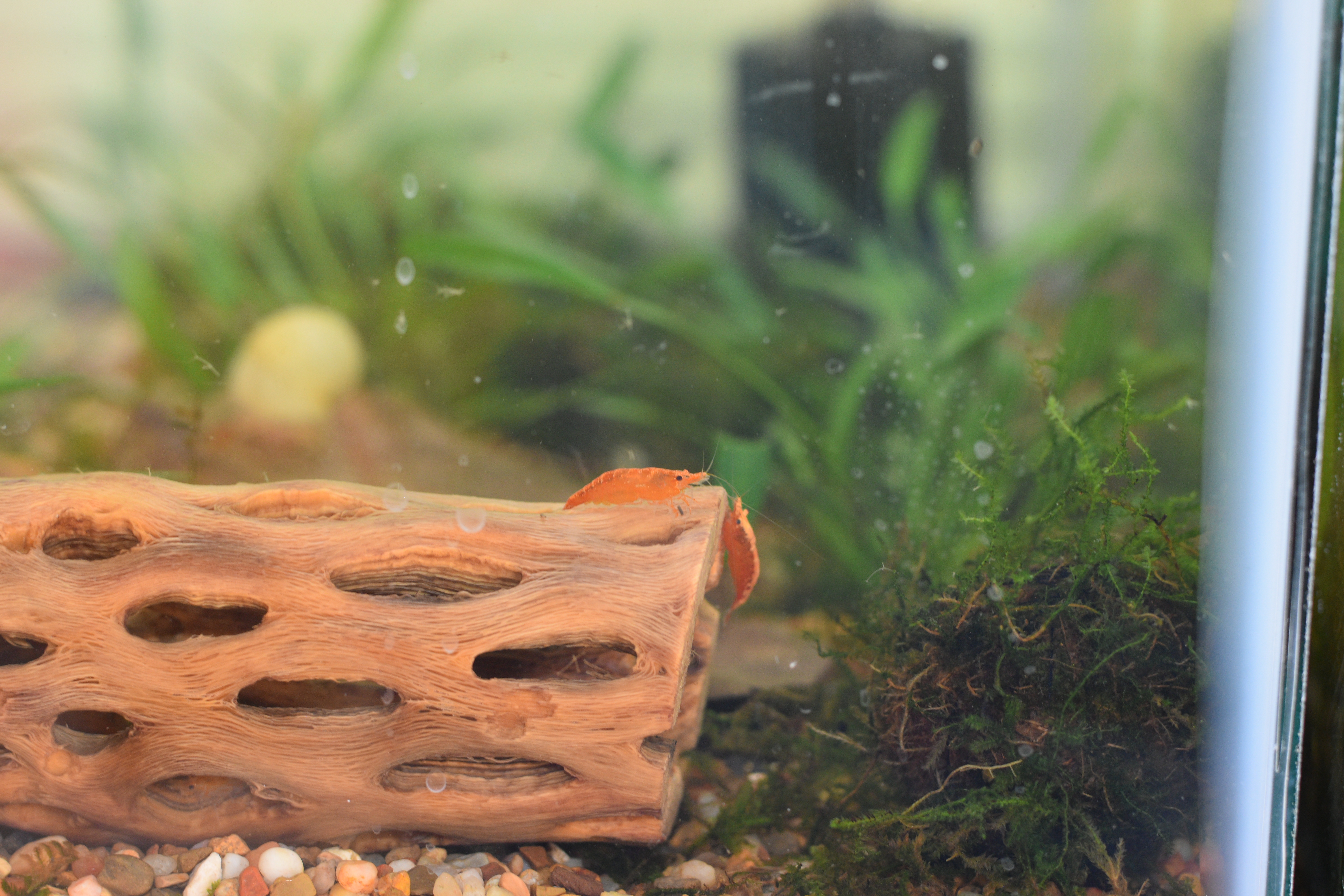 Orange Sunkist Shrimp