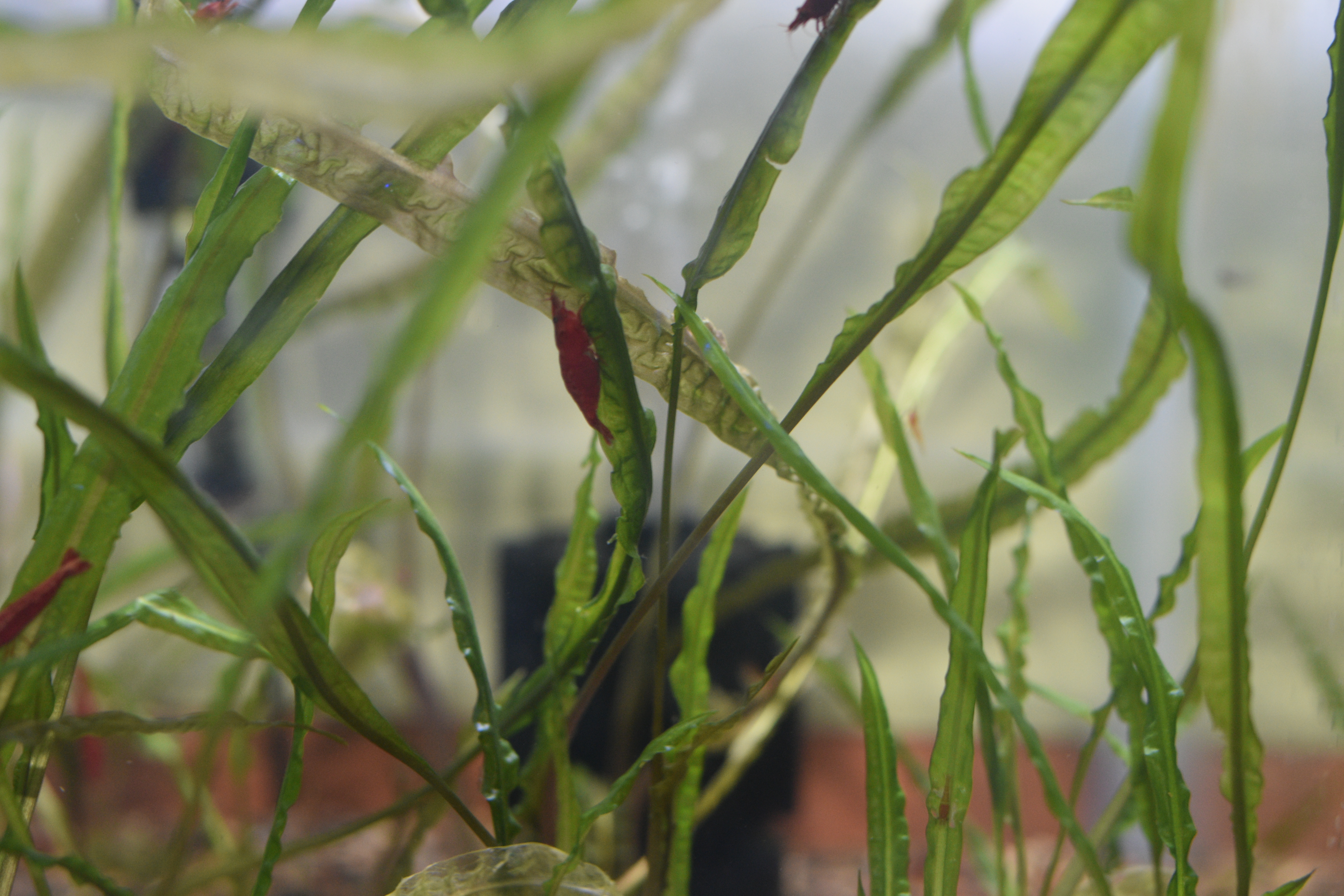 Cryptocoryne Balansae