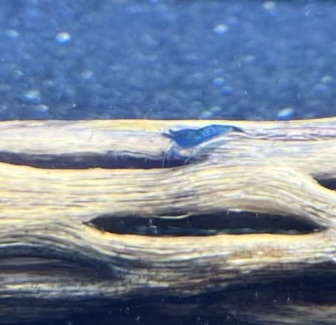 Blue Dream Shrimp