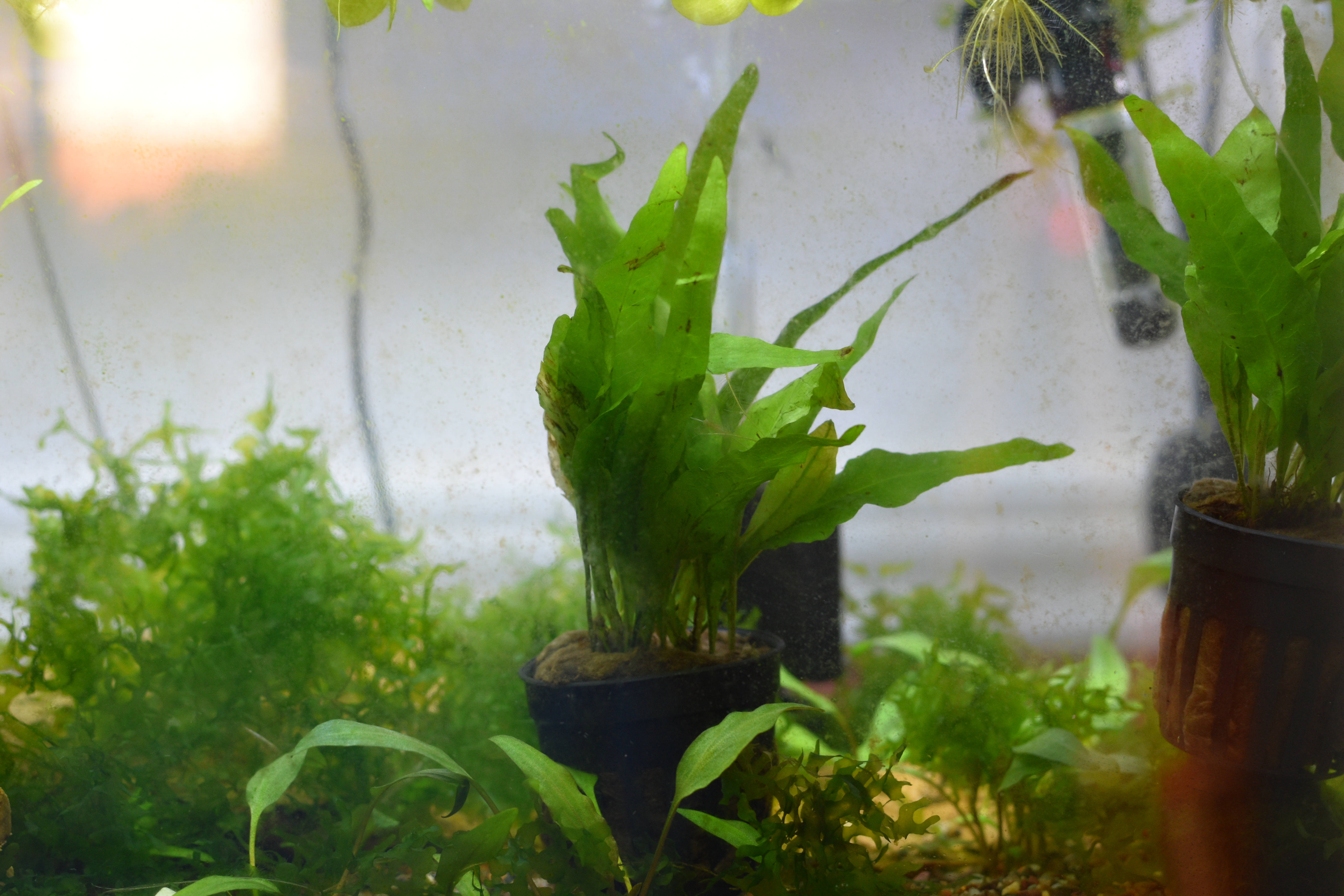 Java Fern