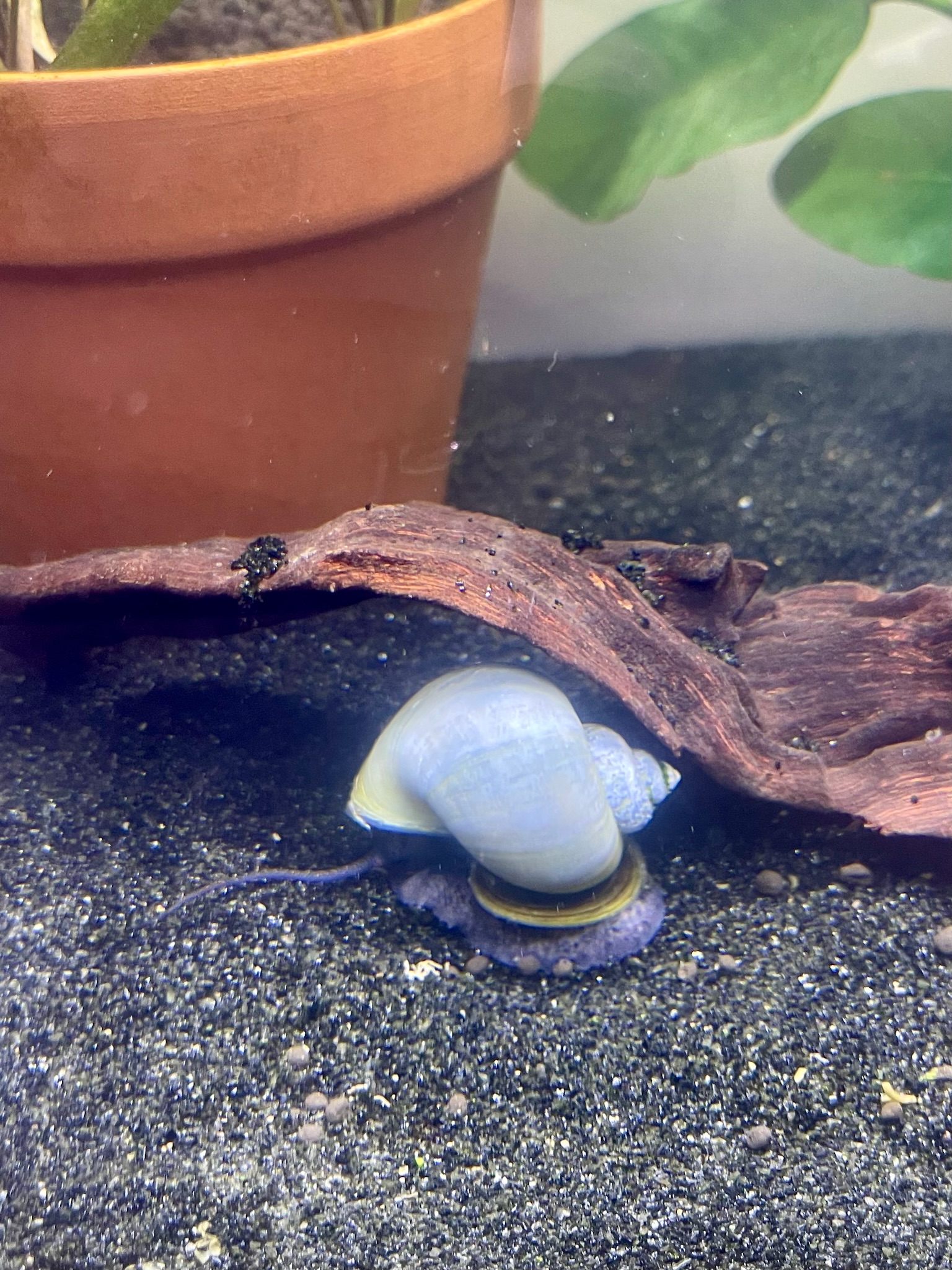 Blue Mystery Snail