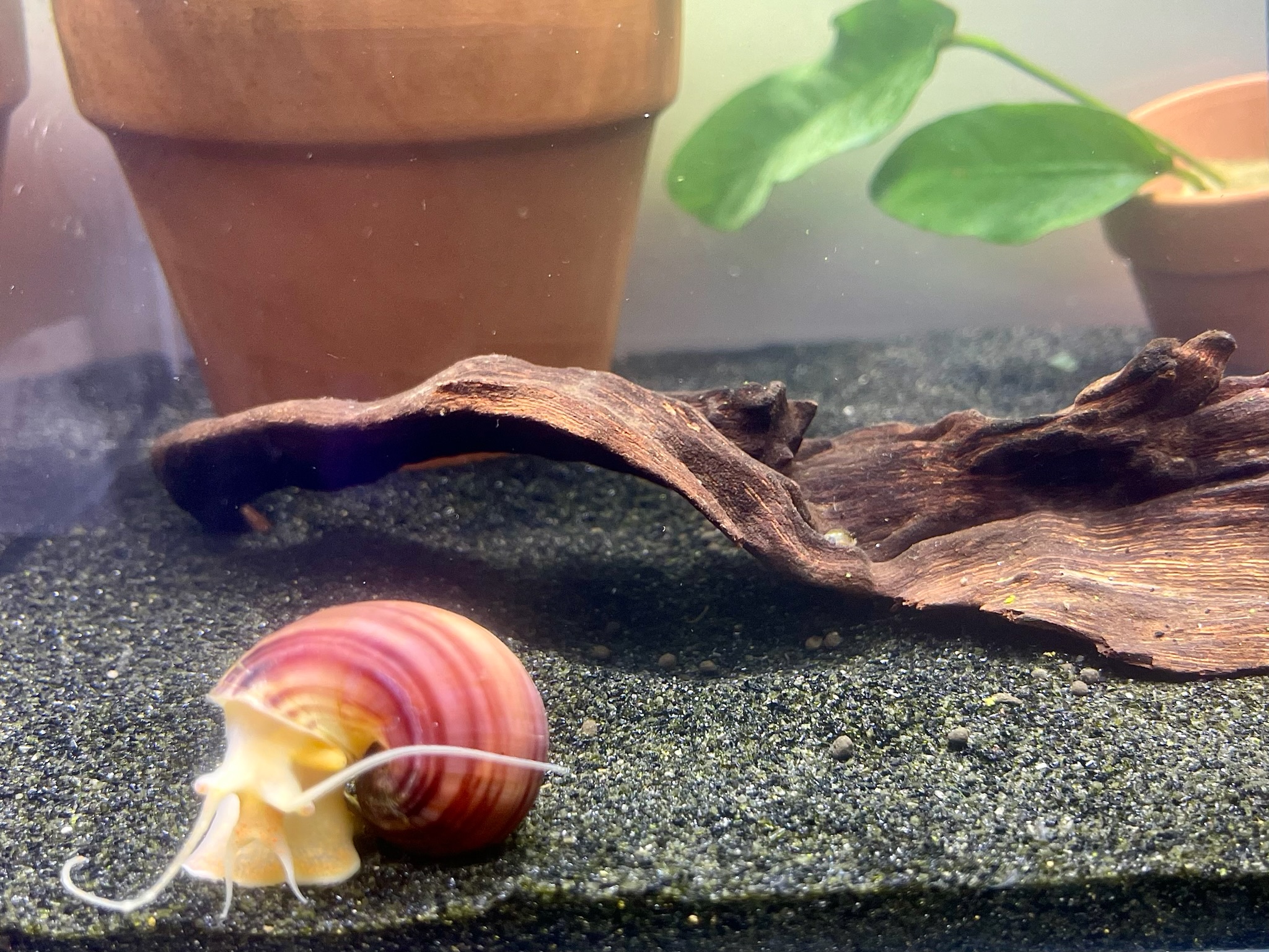Magenta Mystery Snails