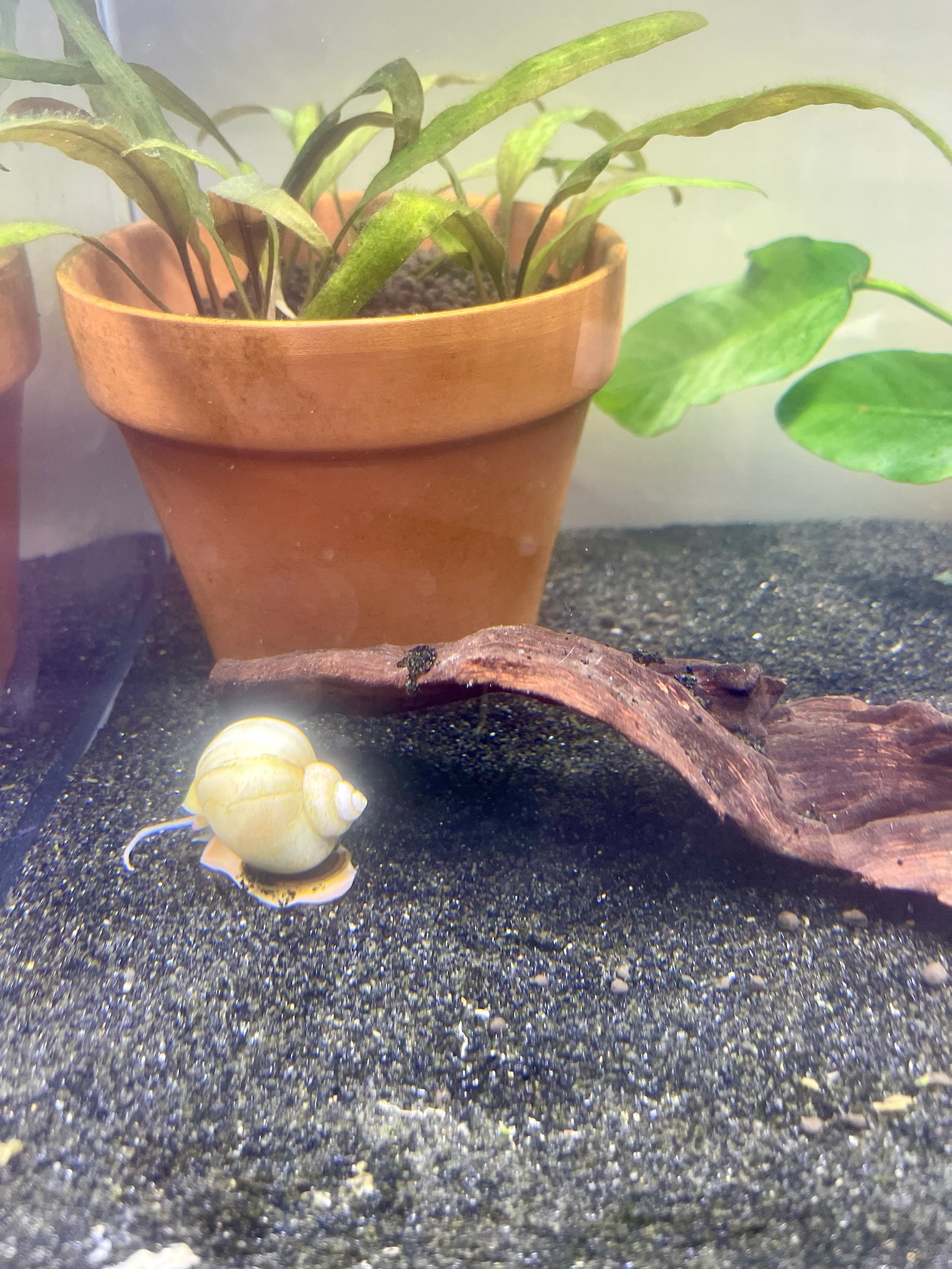 Ivory Mystery Snail