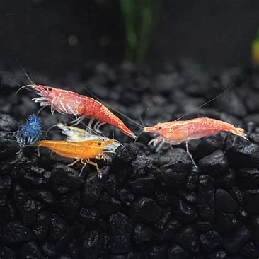 Cull Skittle Shrimp Pack