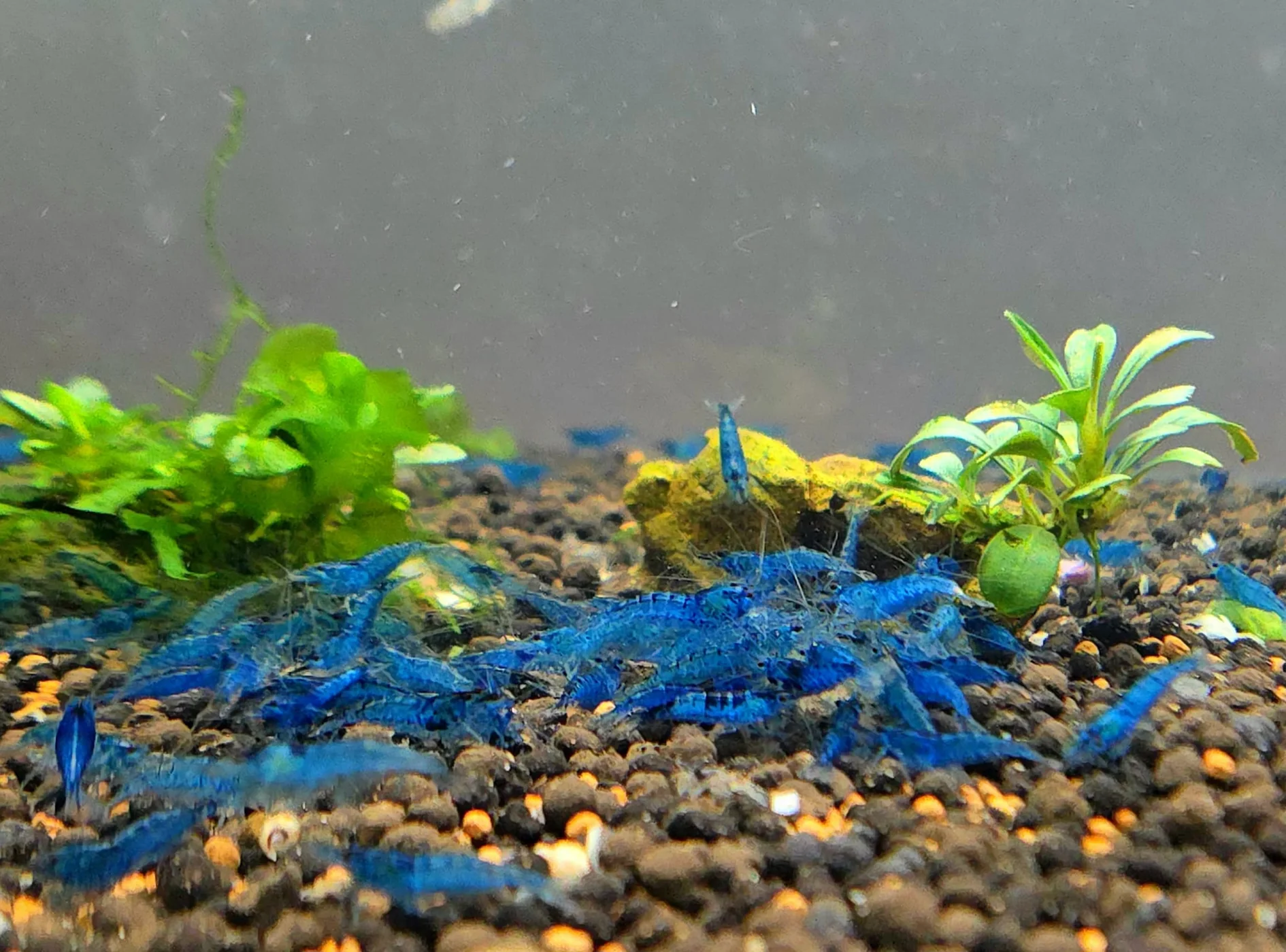Blue Dream Shrimp