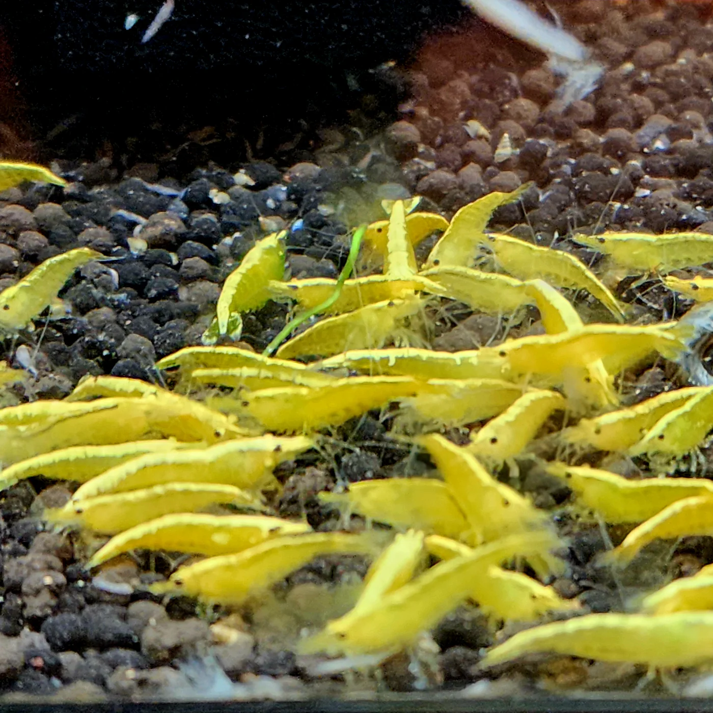Yellow Golden Back Shrimp