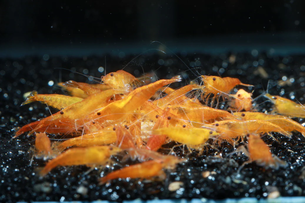 Orange Sunkist Shrimp