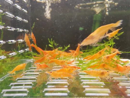 Orange Sunkist Shrimp