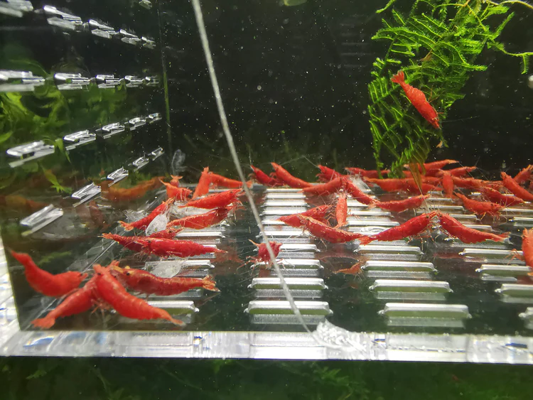 Red Cherry Shrimp