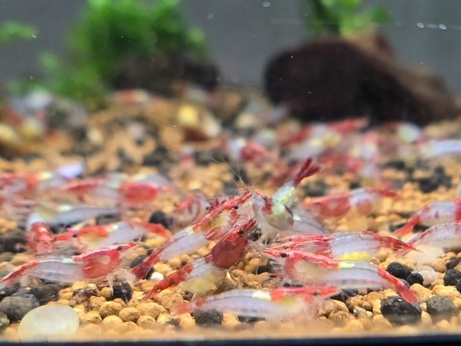 Red Rili Shrimp Pack
