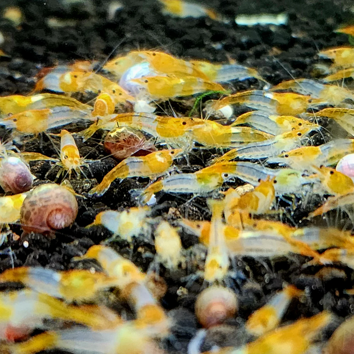 Orange Rili Shrimp Pack