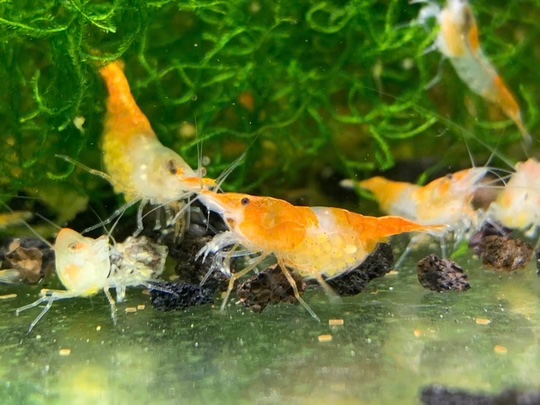 Orange Rili Shrimp Pack