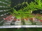 Red Rili Shrimp Pack