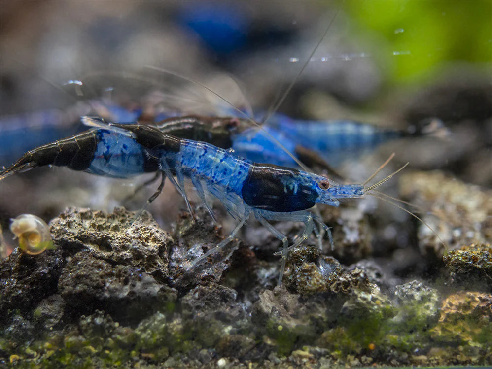 Blue Carbon Rili Shrimp Pack