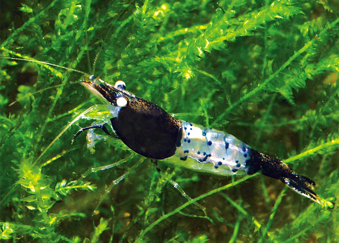 Black Rili Shrimp Pack