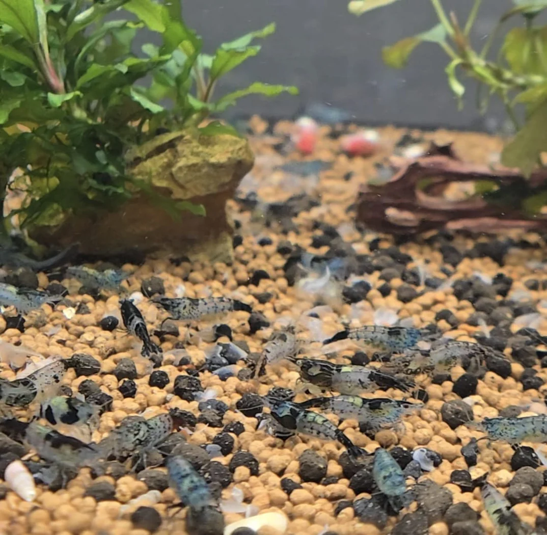 Black Rili Shrimp Pack
