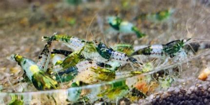 Green Rili Shrimp Pack