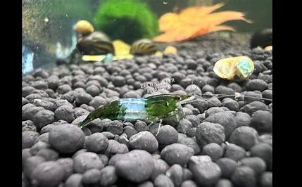 Green Rili Shrimp Pack