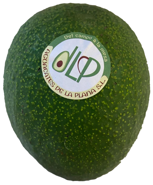 Aguacates Reed