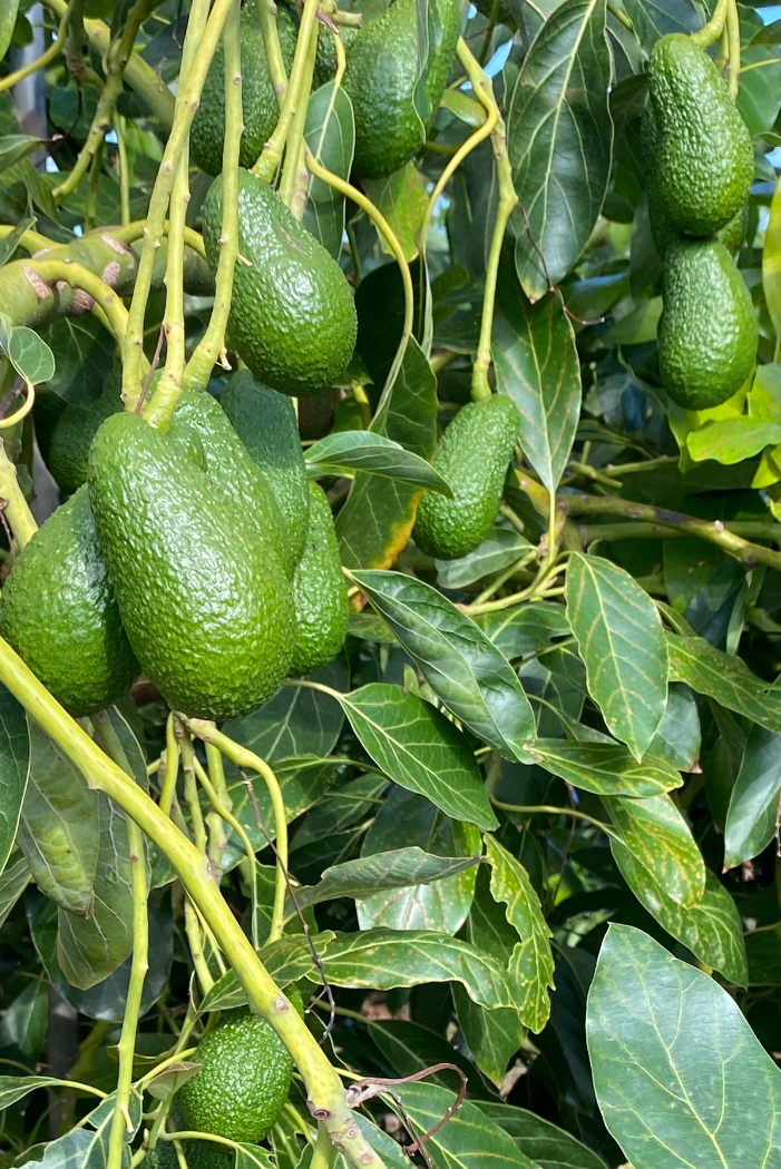 Aguacates Hass Maluma