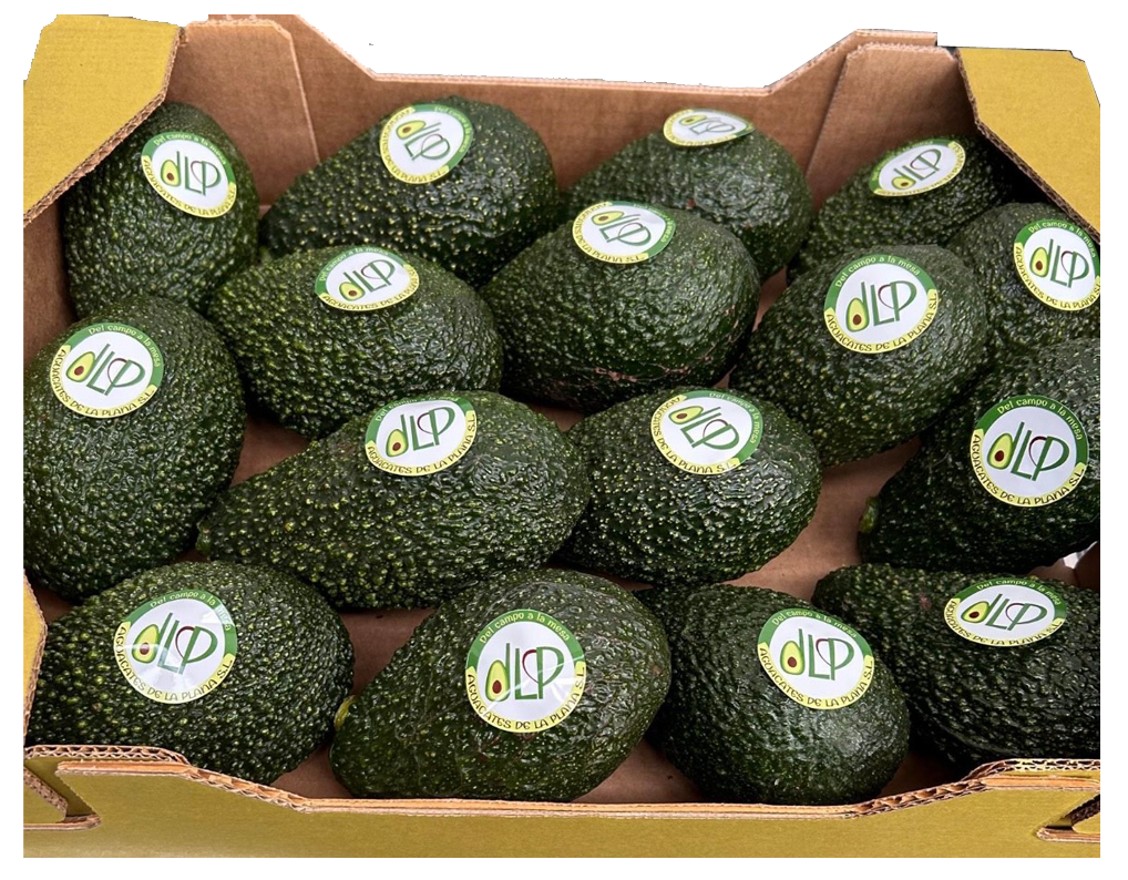 Aguacates Hass Maluma