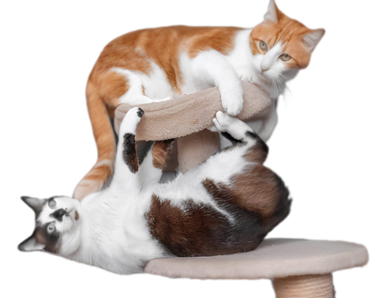 OPTIMISATION DE L'OCCUPATION ET DE L'ENVIRONNENEMENT (pour professionnels du chat)