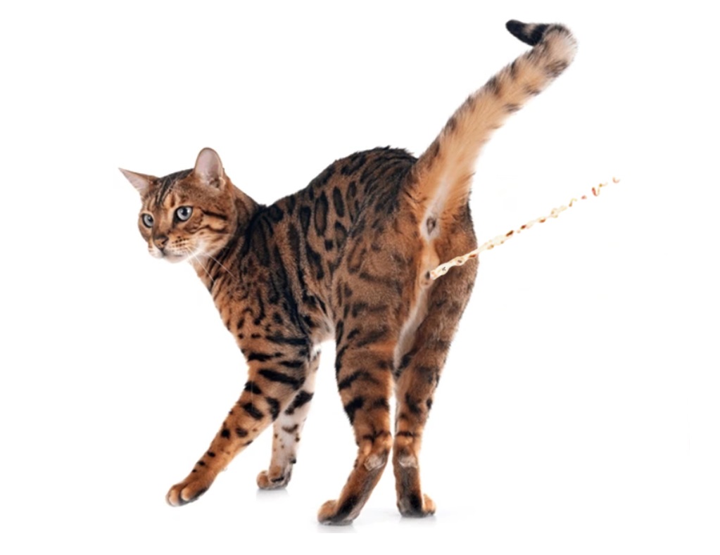 LES MARQUAGES du chat EN ELEVAGE (pour éleveurs)