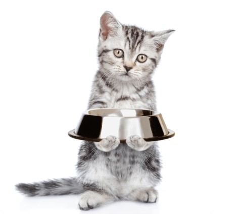 MINI entretien ALIMENTATION chat